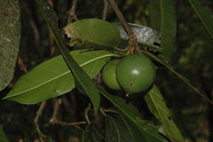 Garcinia xanthochymus